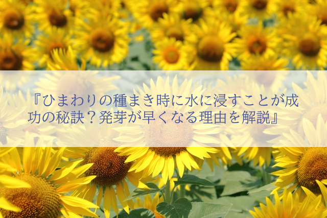 ひまわりの種まき時に水に浸すことが成功の秘訣?発芽が早くなる理由を解説
