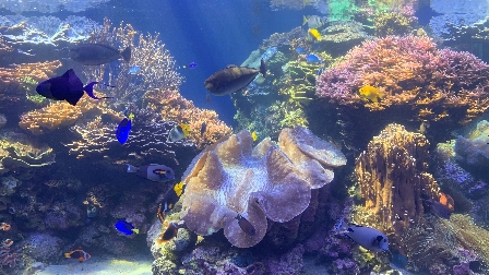 「ハワイ・ワイキキ水族館 海水魚」イメージ