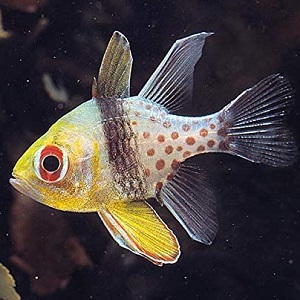 カクレクマノミとの混泳 オススメの海水魚 Kaion Grande カクレクマノミとの混泳 オススメの海水魚 Kaion Grande
