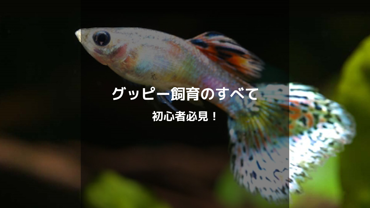 グッピーへの招待、グッピー百科、グッピー年鑑VOL1.2 グッピーへの招待、グッピー百科、グッピー年鑑VOL1.2の通販 by