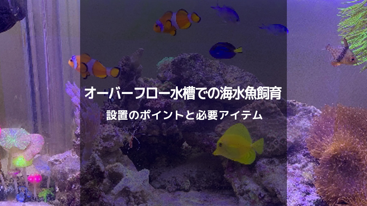 オーバーフロー水槽で始める海水魚飼育：設置のポイントと必要な準備 