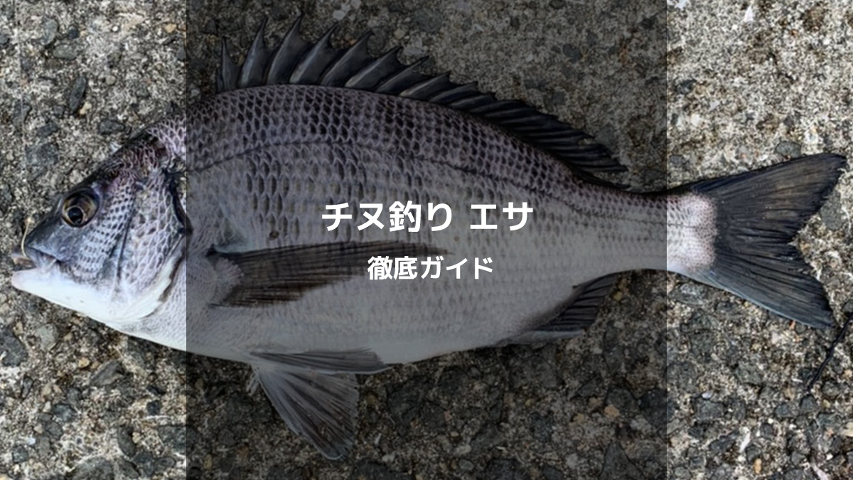 チヌ（クロダイ）釣りで絶対に使いたい！おすすめのエサと選び方