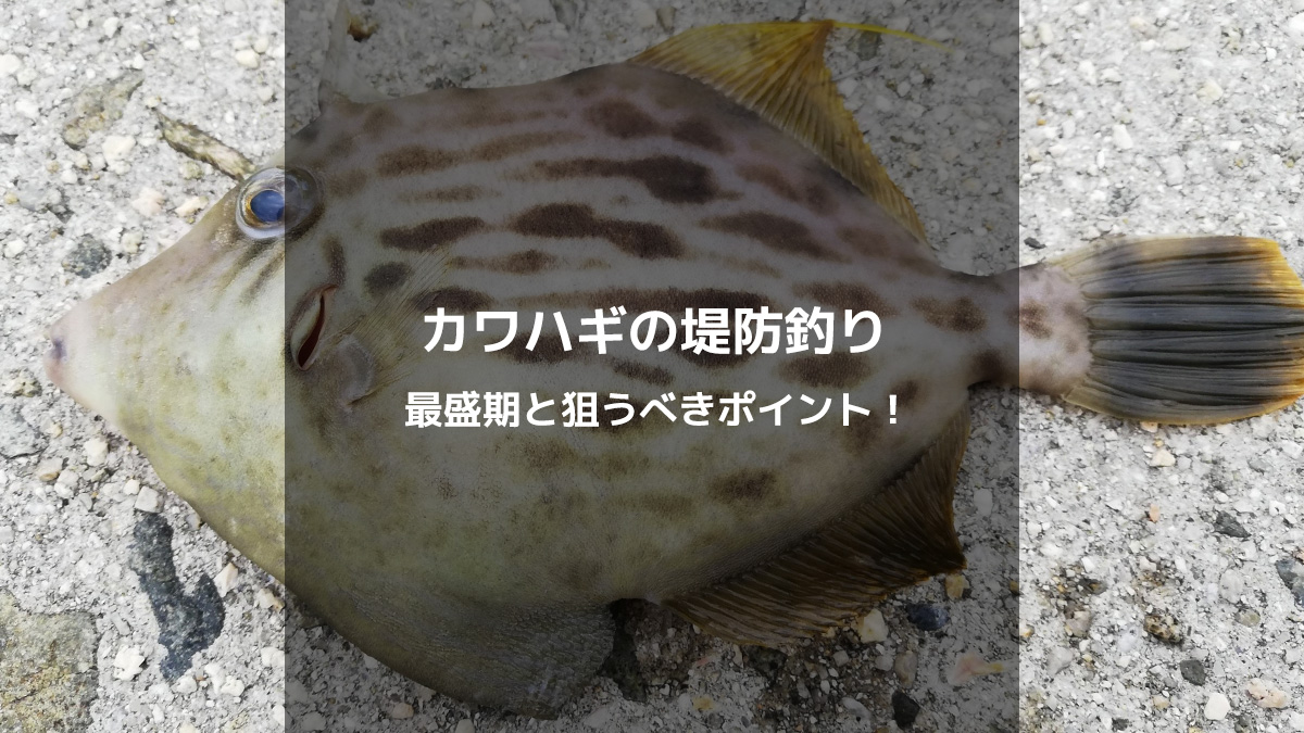 カワハギの堤防釣り：旬の時期とベストポイントを徹底解説！
