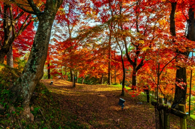 最上山公園もみじ山