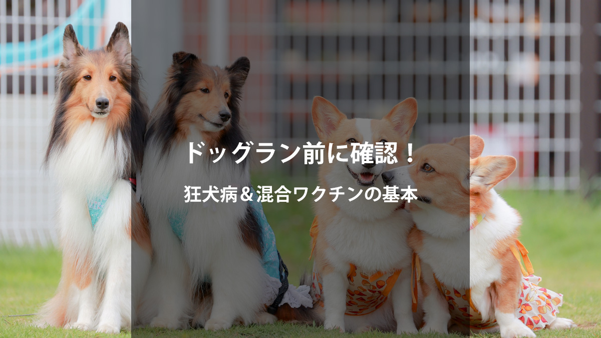 ドッグラン・犬イベント参加前に必ず確認！狂犬病＆混合ワクチンの基本ガイド