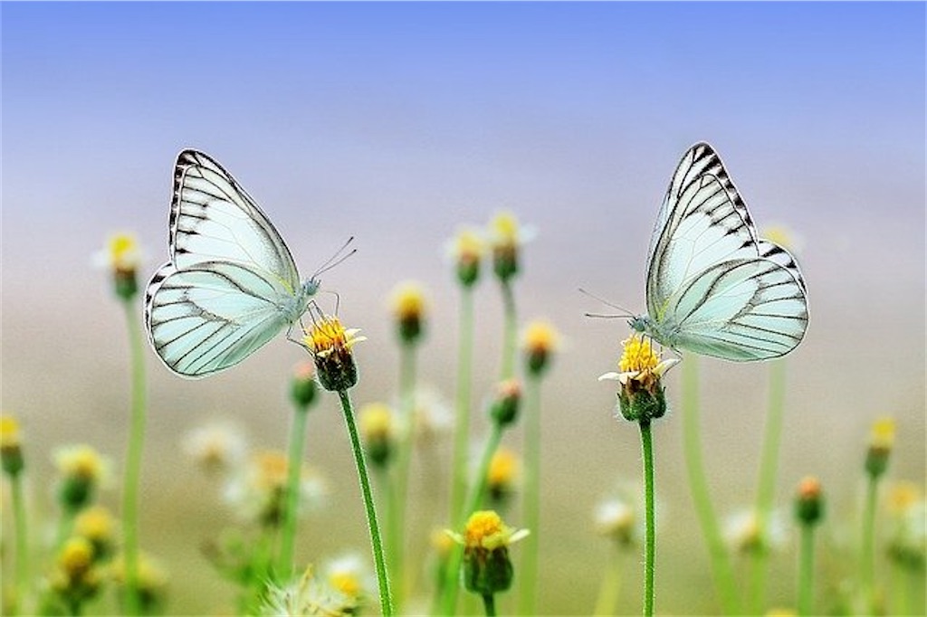 f:id:lifewithgod:20210116182432j:image