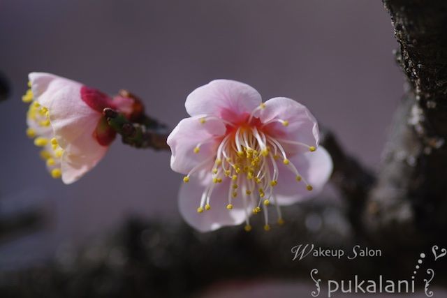 f:id:lightandcolors:20180204212036j:plain