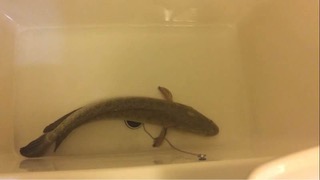 f:id:like_fish:20170225152052j:plain f:id:like_fish:20170225152052j:plain