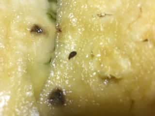 f:id:like_fish:20170827230727j:plain f:id:like_fish:20170827230727j:plain