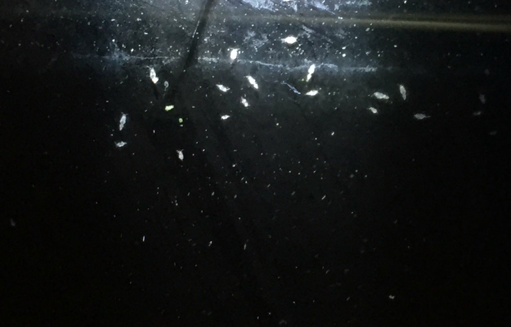 f:id:like_fish:20180208115000j:plain f:id:like_fish:20180208115000j:plain