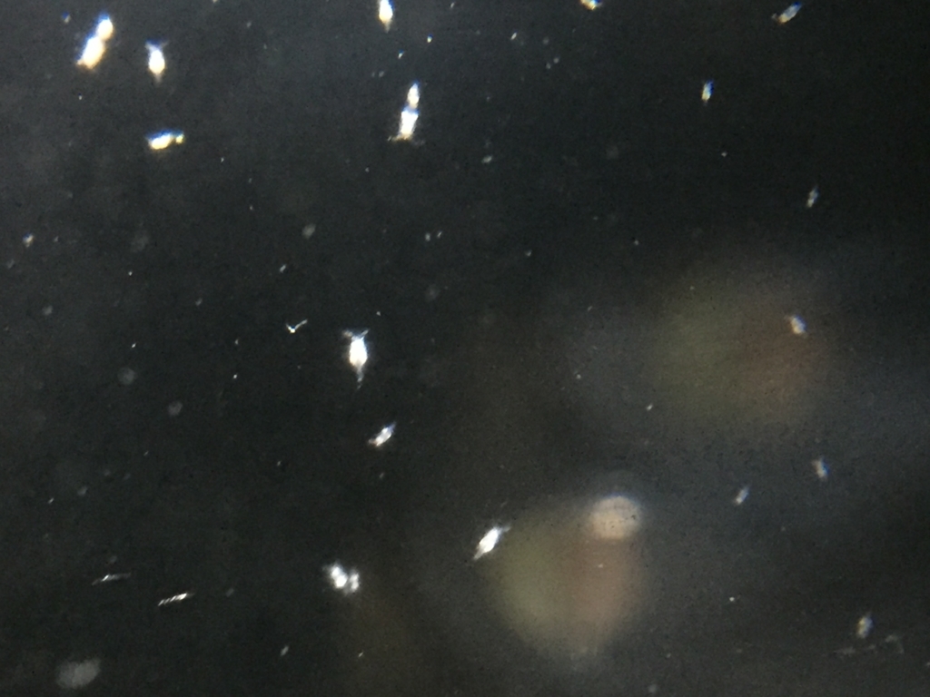 f:id:like_fish:20180209010455j:plain f:id:like_fish:20180209010455j:plain