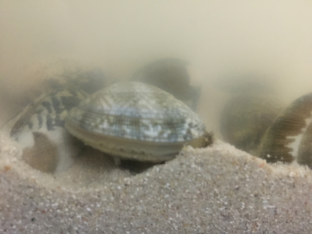 f:id:like_fish:20180212180657j:plain f:id:like_fish:20180212180657j:plain