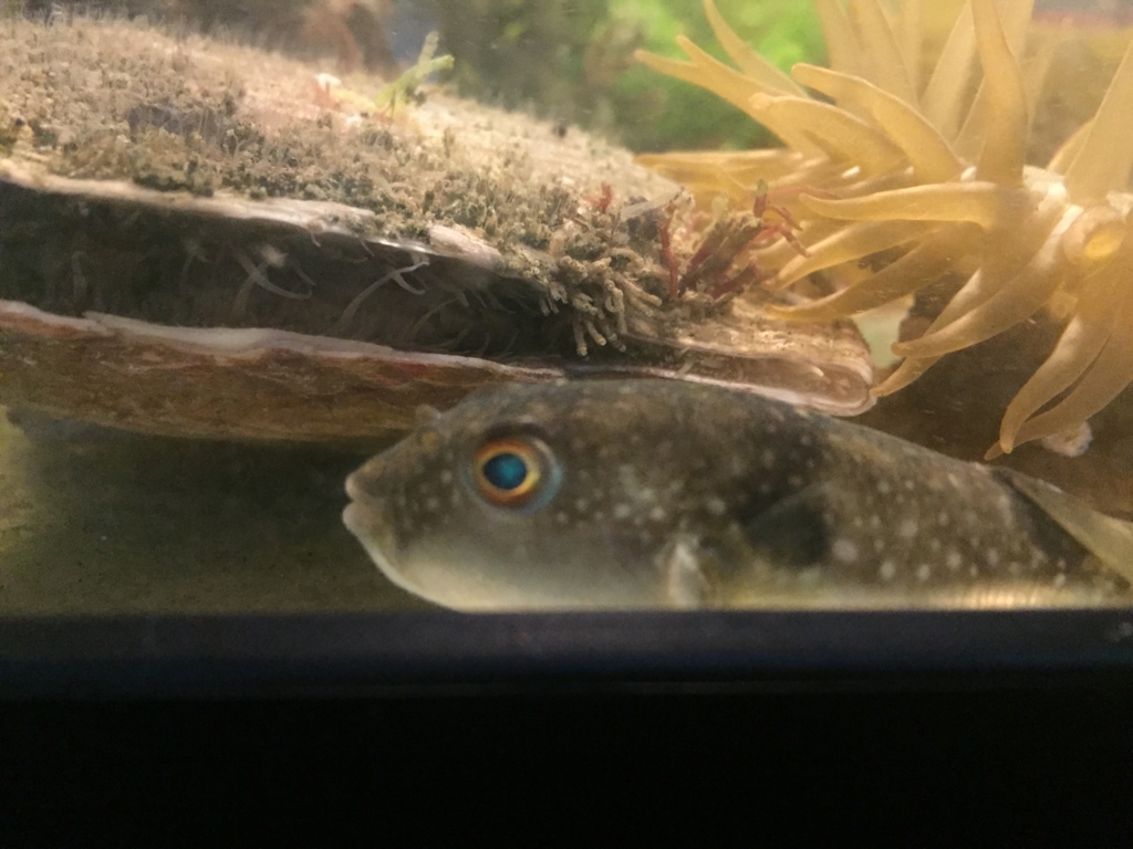 f:id:like_fish:20180407113212j:plain f:id:like_fish:20180407113212j:plain