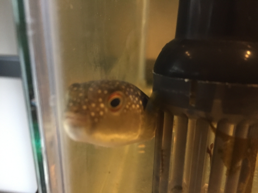 f:id:like_fish:20180407113301j:plain f:id:like_fish:20180407113301j:plain