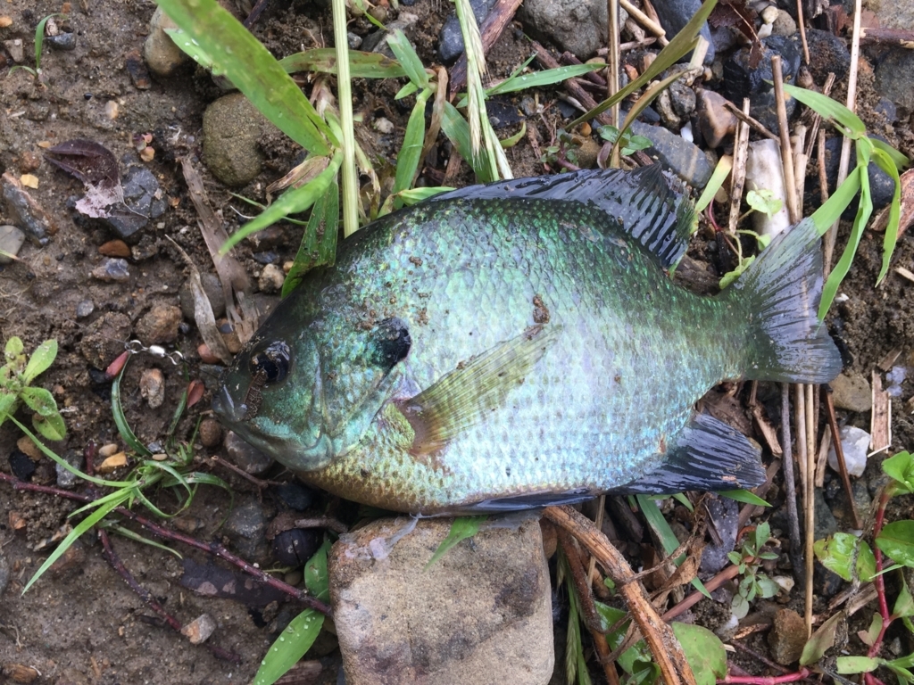 f:id:like_fish:20180610183732j:plain f:id:like_fish:20180610183732j:plain