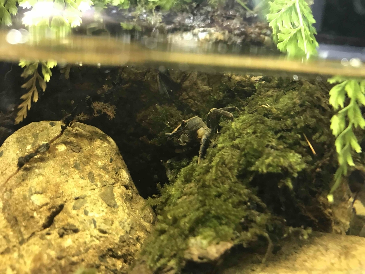 f:id:like_fish:20190903000934j:plain f:id:like_fish:20190903000934j:plain