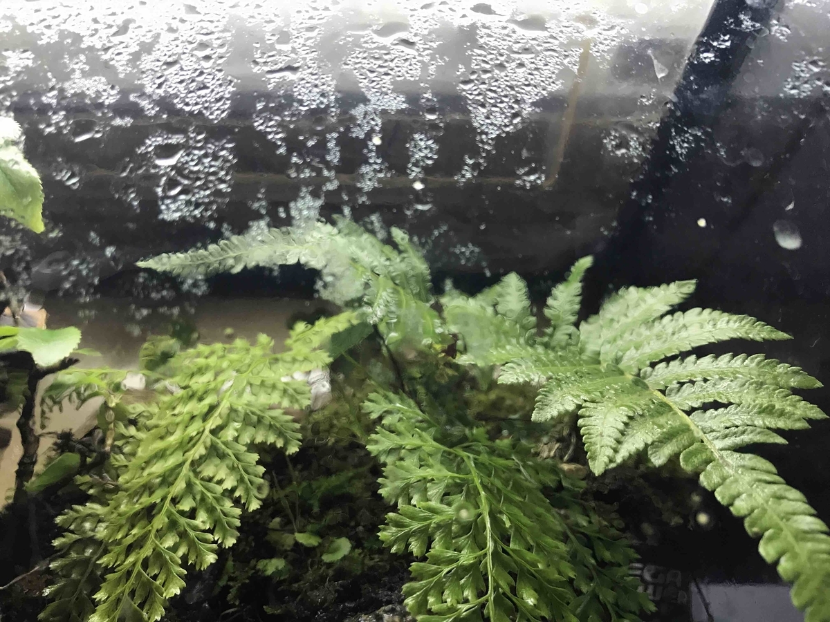 f:id:like_fish:20190903001002j:plain f:id:like_fish:20190903001002j:plain