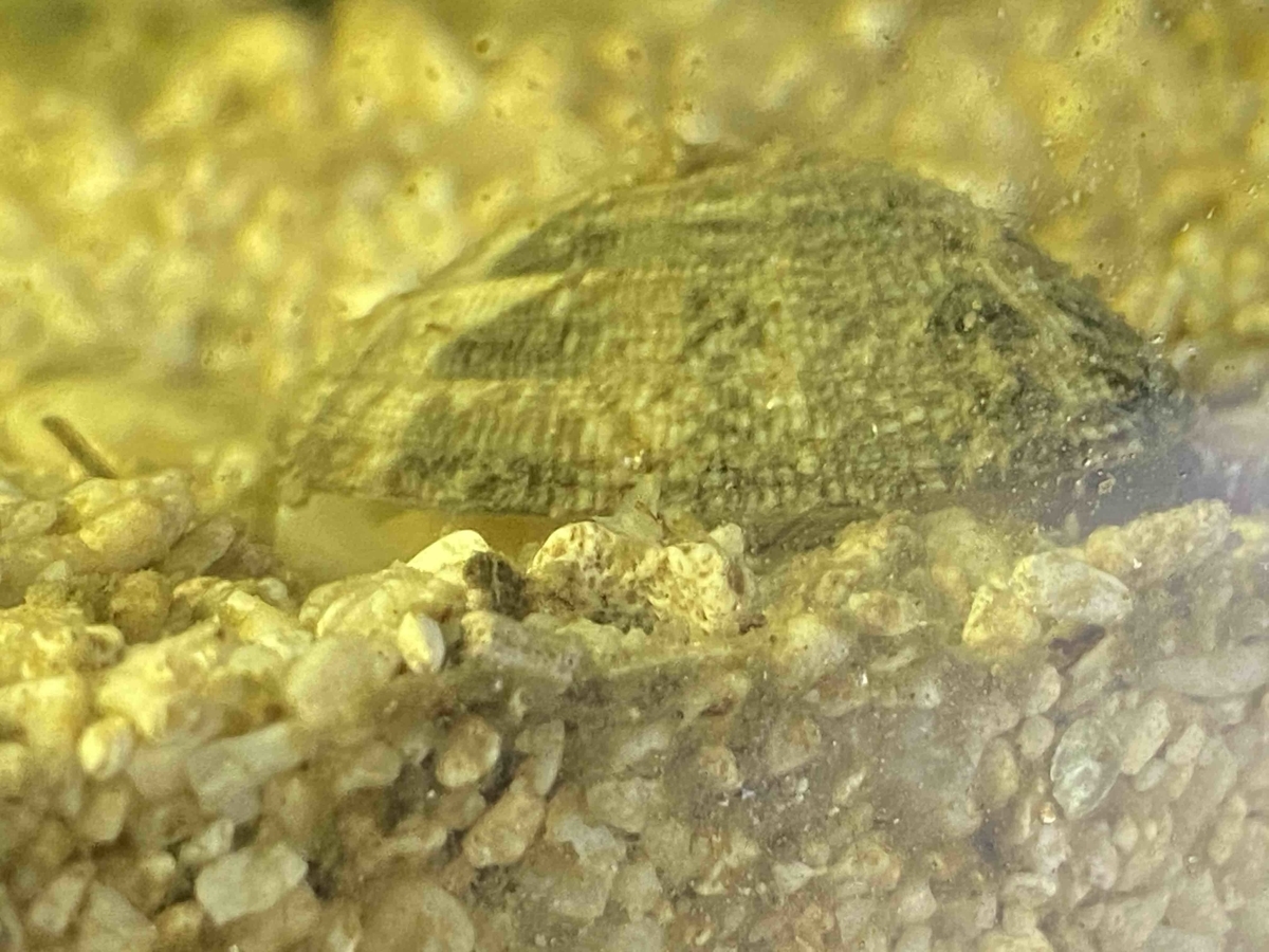 f:id:like_fish:20200205230648j:plain f:id:like_fish:20200205230648j:plain