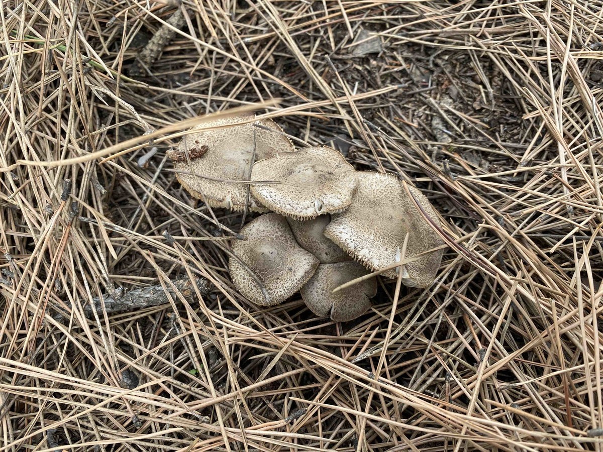 幻のキノコ ショウロ 松露 を見つけたい まつもとの雑記