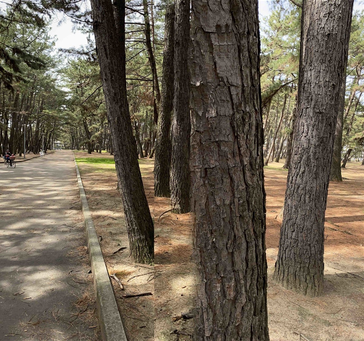 幻のキノコ ショウロ 松露 を見つけたい まつもとの雑記