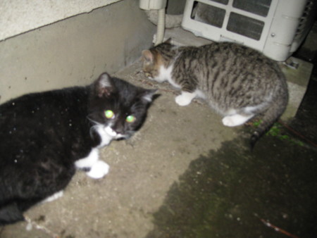 f:id:likeaswimmingangel:20090121235255j:image