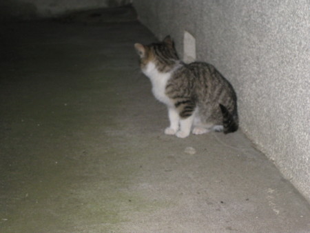 f:id:likeaswimmingangel:20090121235700j:image