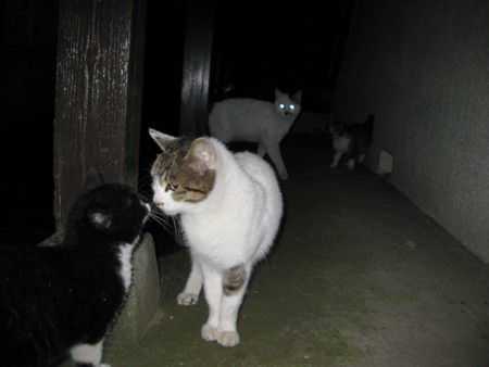f:id:likeaswimmingangel:20090121235737j:image