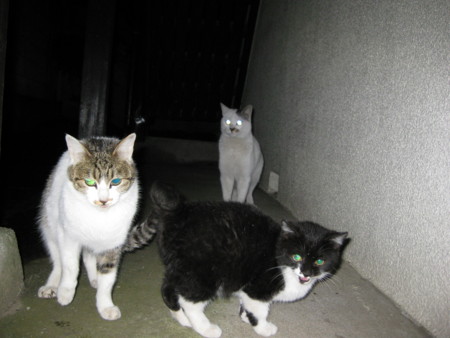 f:id:likeaswimmingangel:20090121235743j:image