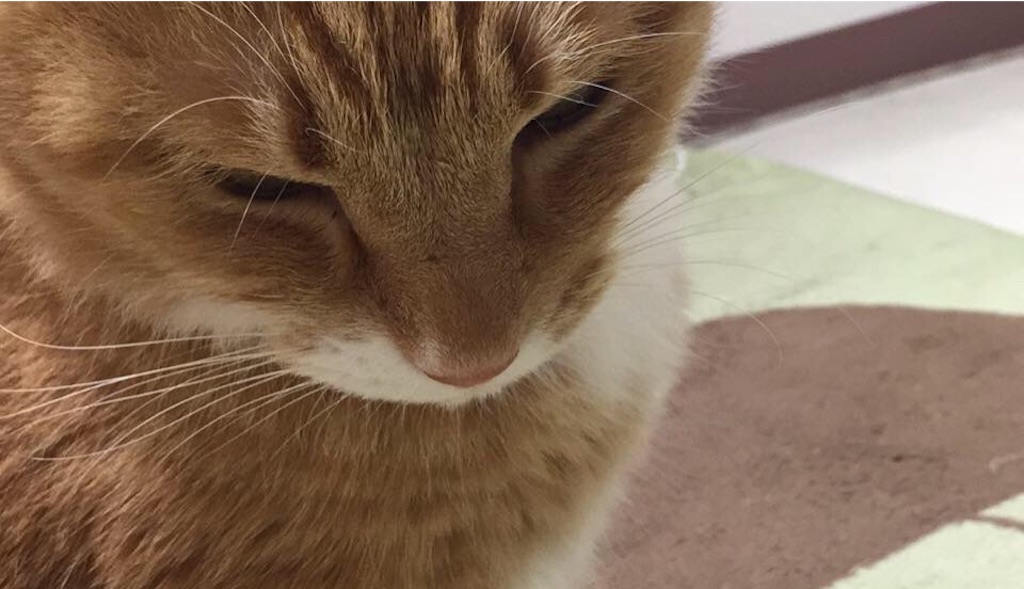 f:id:lilas_junko:20161125195848j:image f:id:lilas_junko:20161125195848j:image