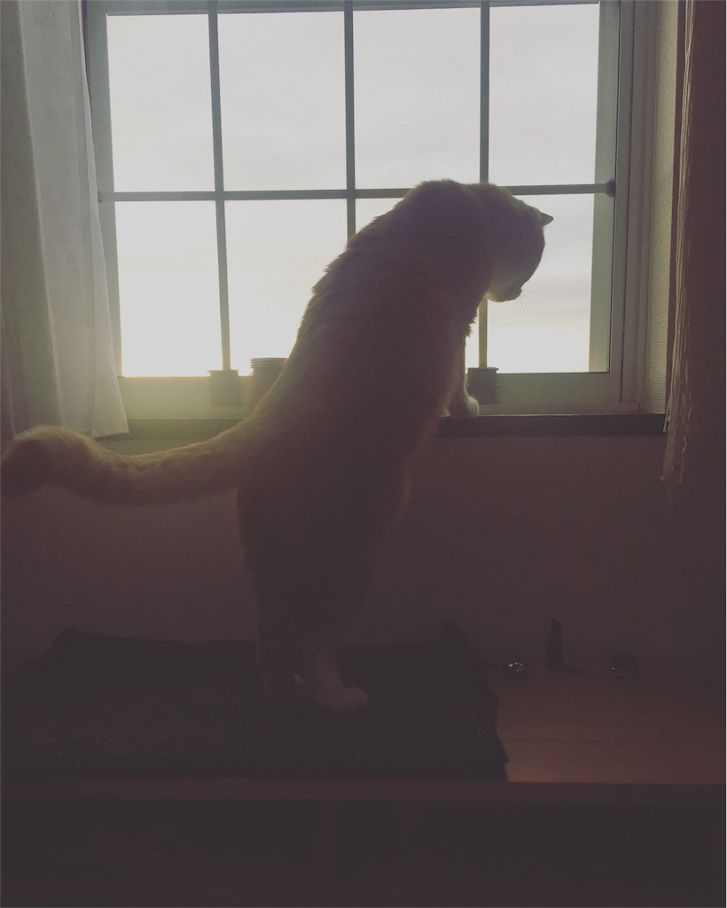 f:id:lilas_junko:20180129194058j:image f:id:lilas_junko:20180129194058j:image