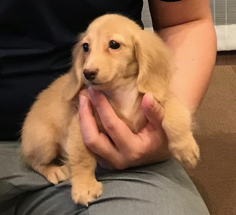 f:id:lili2021:20211025202314j:plain