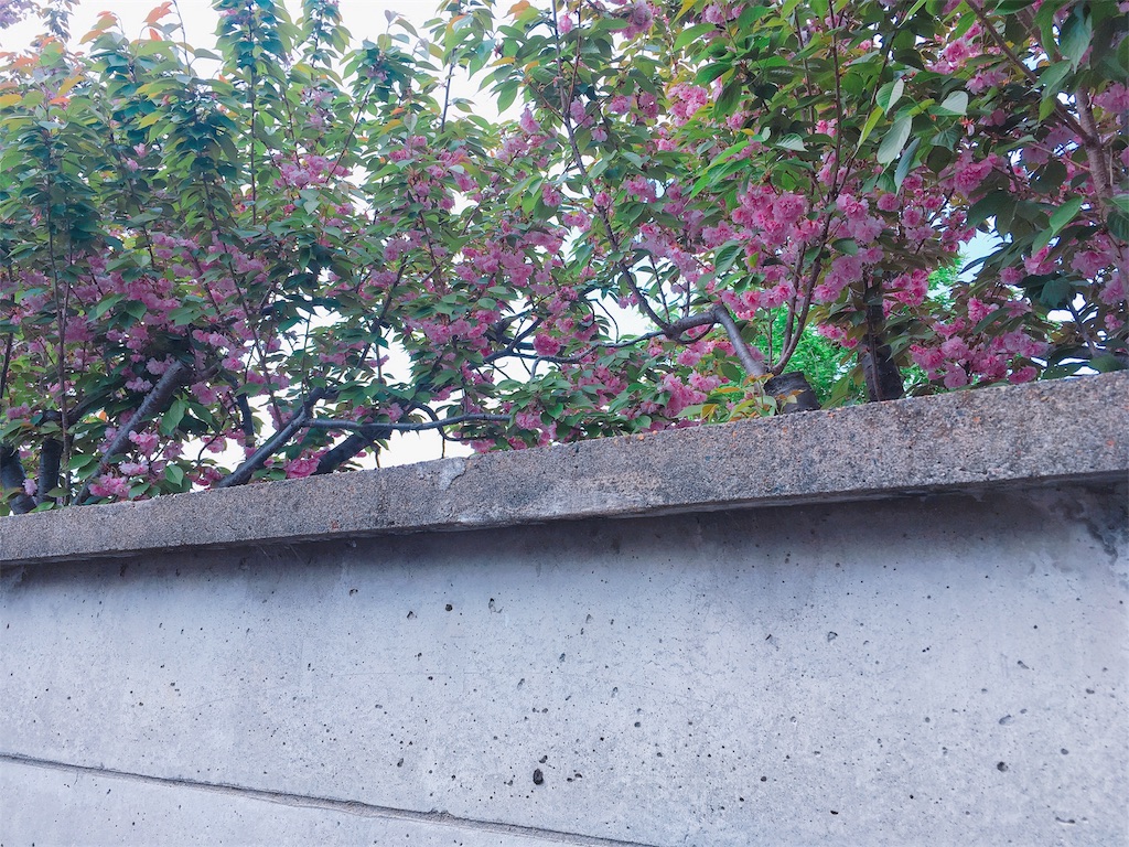 f:id:lili__lili:20190425142822j:image