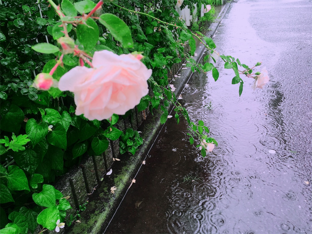 f:id:lili__lili:20190616015854j:image