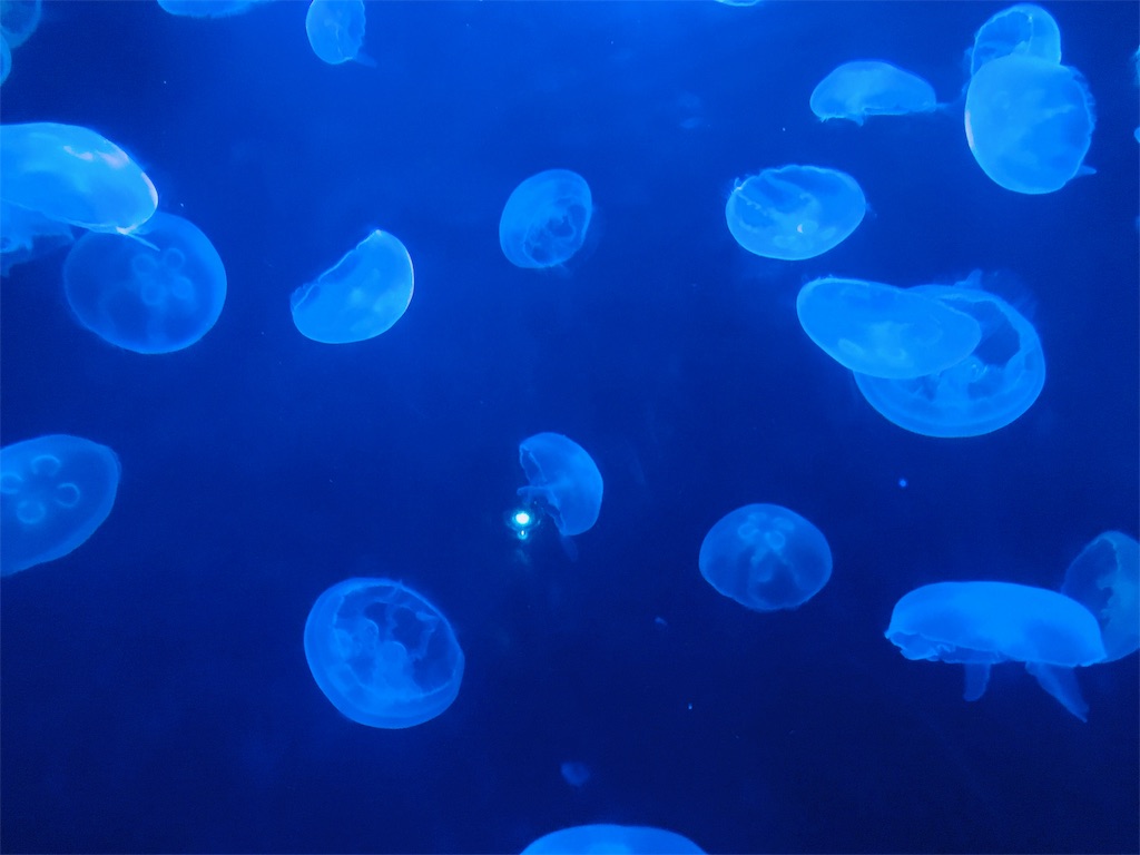 f:id:lili__lili:20190620130712j:image