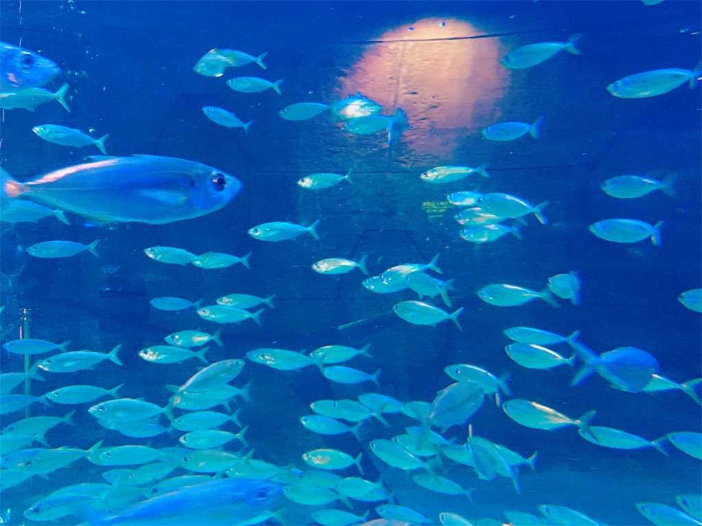 f:id:lili__lili:20190620130908j:image