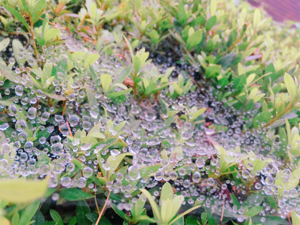 f:id:lili__lili:20190712165252j:image