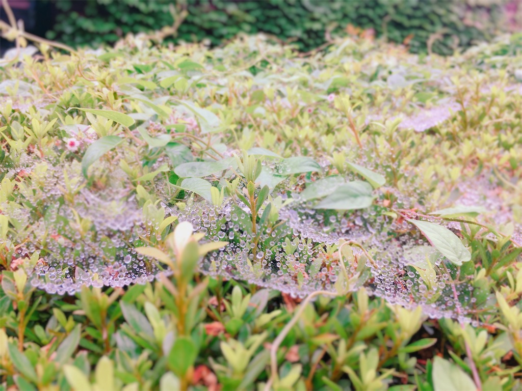 f:id:lili__lili:20190712165322j:image