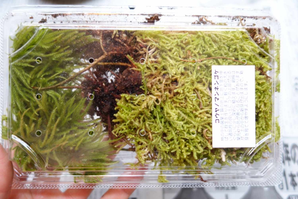 f:id:lilium0228:20170509071908j:plain