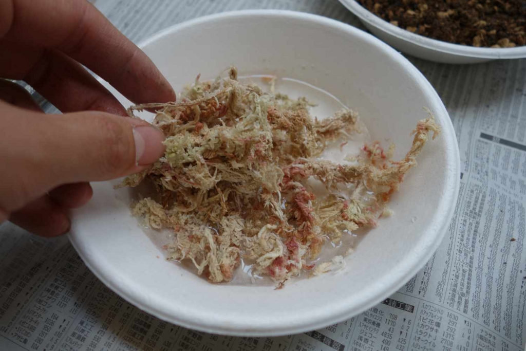 f:id:lilium0228:20170509072036j:plain