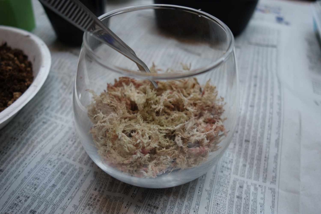 f:id:lilium0228:20170509072050j:plain