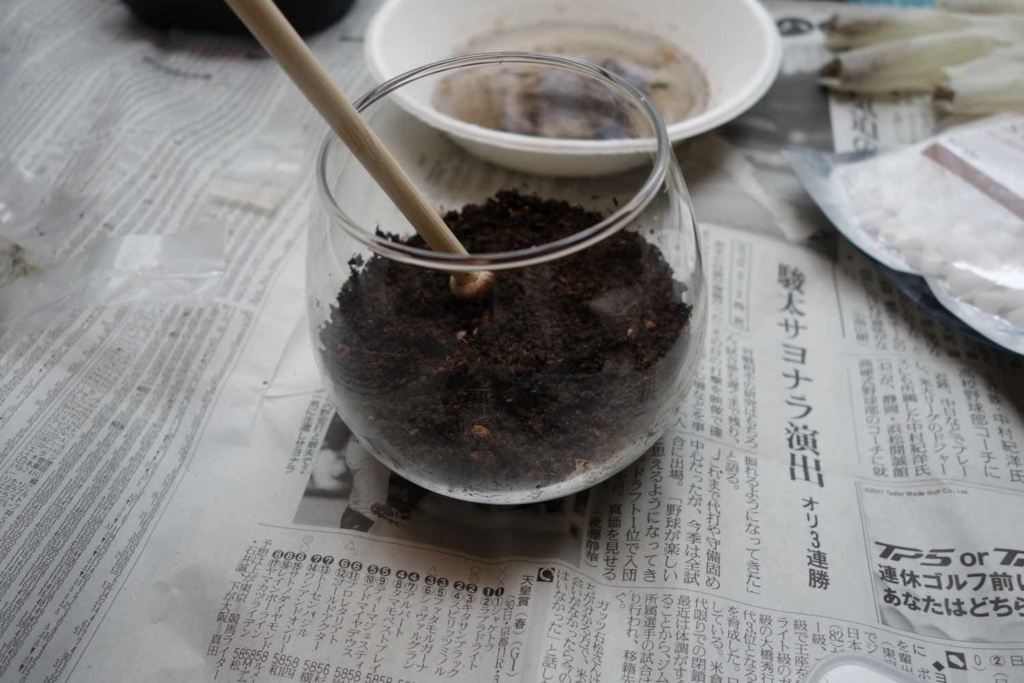 f:id:lilium0228:20170509072131j:plain