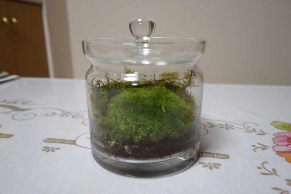 f:id:lilium0228:20170509072438j:plain