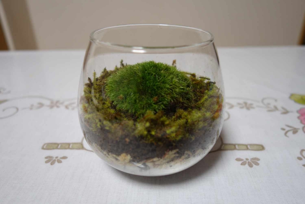 f:id:lilium0228:20170509072449j:plain