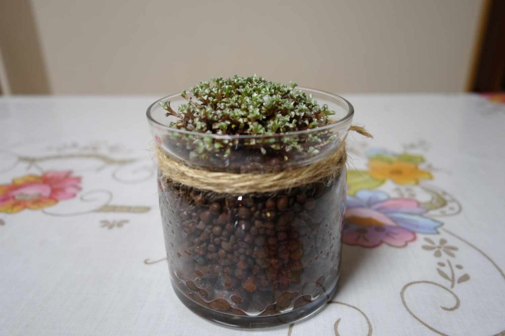 f:id:lilium0228:20170509072519j:plain