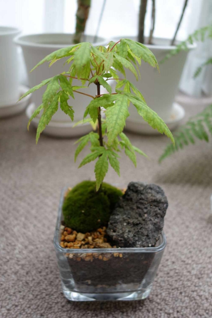 f:id:lilium0228:20170513104945j:plain