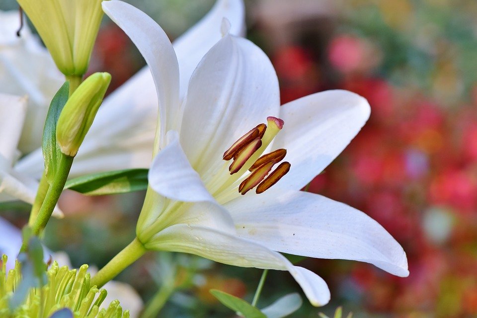 f:id:lily0022:20200126120446j:plain f:id:lily0022:20200126120446j:plain