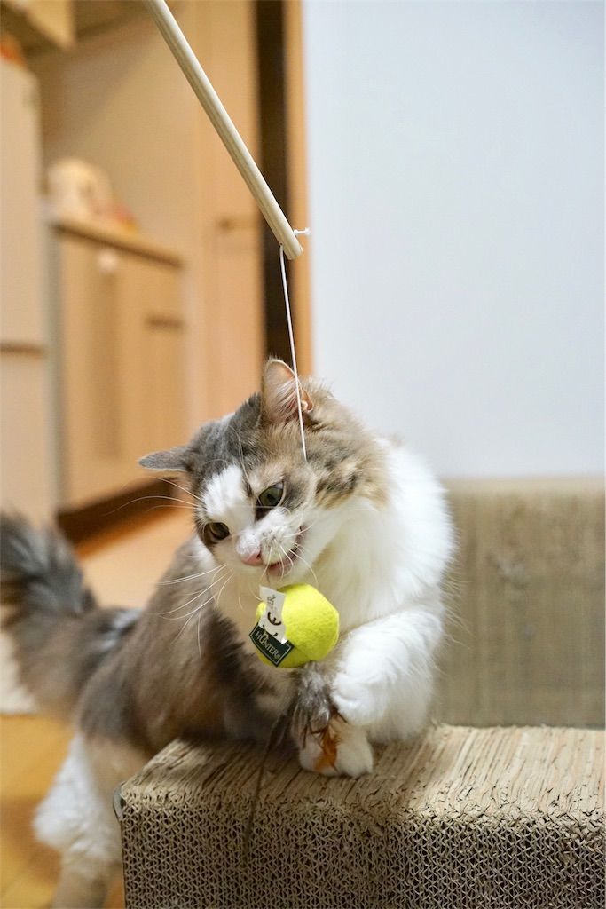 ネコじゃらしで遊ぶ猫2