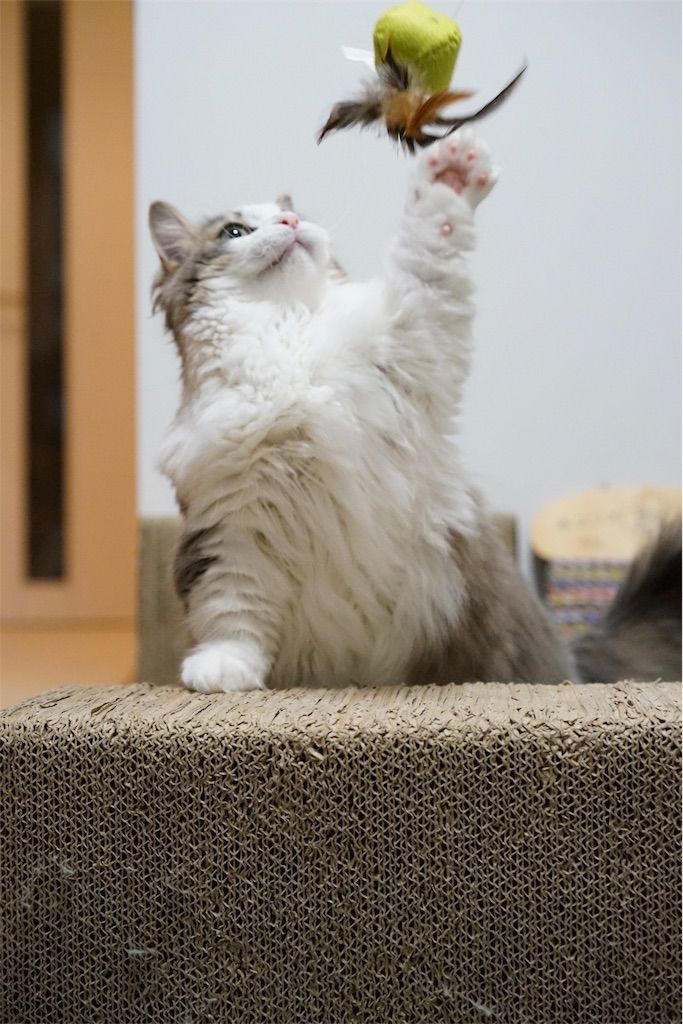 ネコじゃらしで遊ぶ猫4