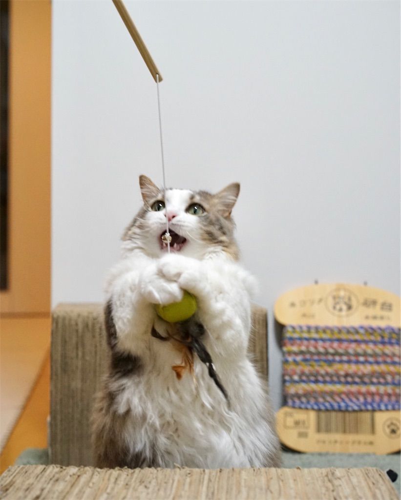 ネコじゃらしで遊ぶ猫3
