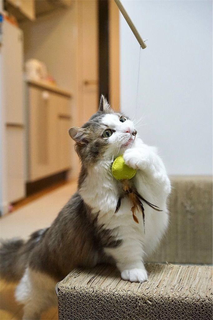 ネコじゃらしで遊ぶ猫1